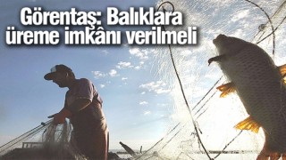 Görentaş: Balıklara üreme imkânı verilmeli