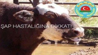 Van'da şap hastalığı nedeniyle hayvan pazarı kapatıldı