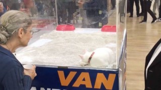 Van Tanıtım Günleri’nde Van kedisinin kafese konulması tepki çekti: “Kedi adeta işkenceye maruz kalıyor”