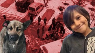 Van'daki STK'lardan sokak köpekleri için çözüm çağrısı