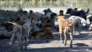 SP, sokak köpekleri için çözüm istedi