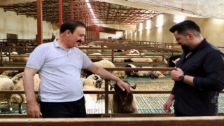 Van Ticaret Borsası Başkanı Süer: "Van'da et borsası kurulmalı"